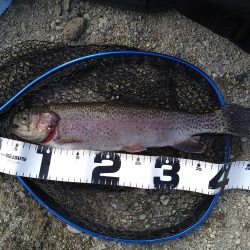 ミノーイングの威力を体感